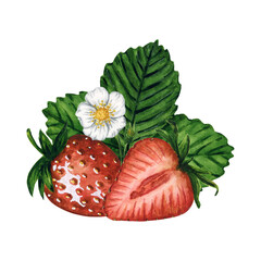 Ripe and juicy strawberries with green leaves and blooming flower isolated on white background, hand drawn watercolor berries illustration. Ideal for background, pattern, postcard, greeting, logo.