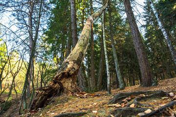 The deep green forest in all its beauty, the sunlight within