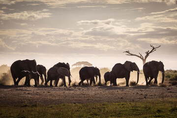 Fototapeta na wymiar Elephants during safari trip in Amboseli National Park, Kenya