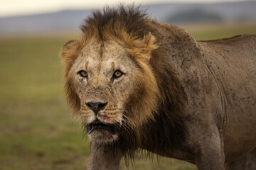 Portrait of a lion full of blood during safari in Amboseli National Park, Kenya