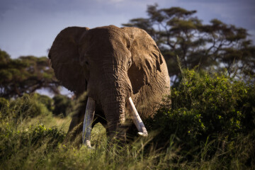 Naklejka na ściany i meble Elephants during safari trip in Amboseli National Park, Kenya