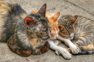 Portrait of an adorable street cat and kitten in Morocco