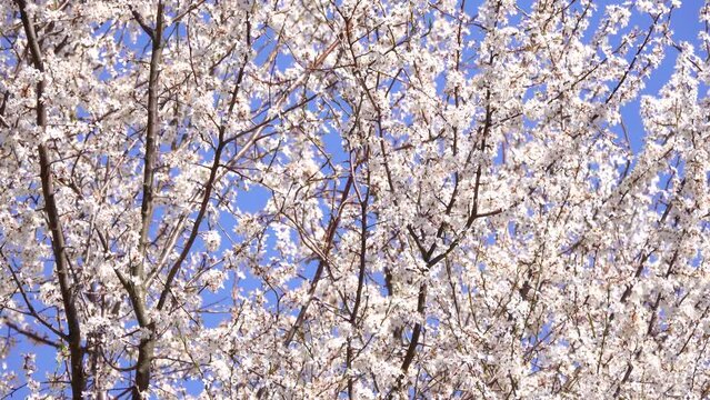 Beautiful white spring flowers, blue clear sky background 4K. Flowering, bloom, tree, bush, nature, fresh, land, flora, clear, park, wind, windy, plant, petal, color, scene, ultra hd. ProRes 422 HQ.