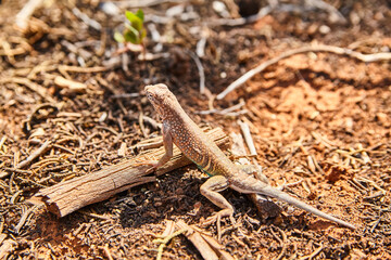 Sedona Lizard Basking on Wood, Eye-Level View