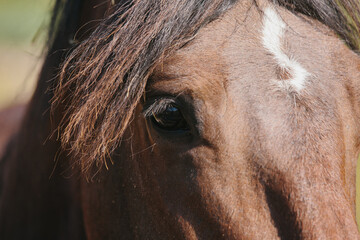 A detailed close-up of a chestnut horse's eye.