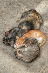 Portrait of an adorable street cat and kitten in Morocco