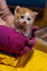 Młoda ruda kotka na rękach w wieku około miesiąca. kotka w kolorze biało rudym o niebieskich oczach - obrazy, fototapety, plakaty