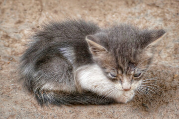 Portrait of an adorable street kitten in Morocco
