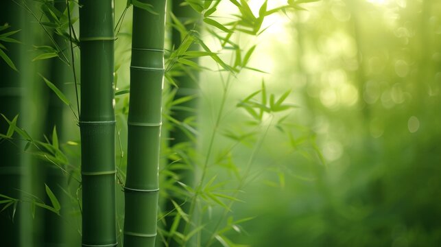 A play of subtle greens and soft bamboo textures convey the serenity of a bamboo forest rustling in the breeze