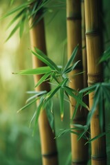 Fototapeta na wymiar A play of subtle greens and soft bamboo textures convey the serenity of a bamboo grove