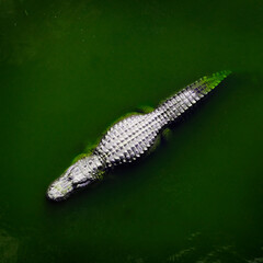 Captive Alligators Details of Teeth and Jaws Powerful Animals