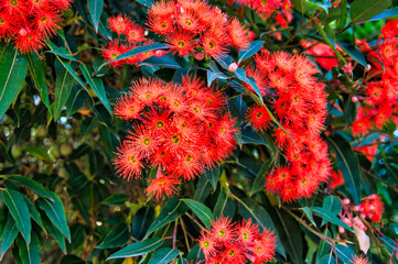 Flowers and leaves of Corymbia ficifolia (Eucalyptus ficifolia or red flowering gum), a small tree...