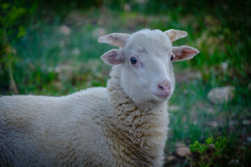 Obraz premium little lamb, Bunyola, Mallorca, Balearic Islands, Spain