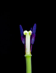 A close-up with the pistil and stamens of a flower on a black background