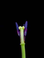 The pistil and anthers (stamens) of a flower on a black background