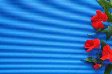 red poppies , flowers on blue background