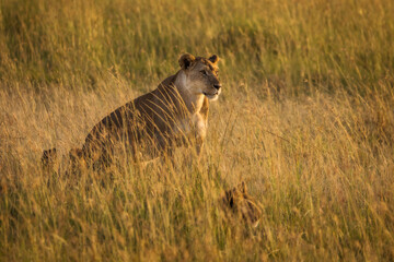 Lioness in the grass with looking for the hunt during safari in Maasai Mara, Kenya