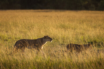 Lioness in the grass with looking for the hunt during safari in Maasai Mara, Kenya