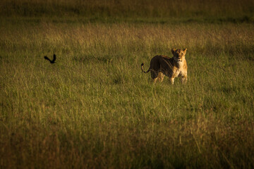 Lioness in the grass with looking for the hunt during safari in Maasai Mara, Kenya
