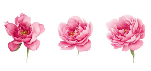 Set flowers watercolor, Pink flowers	