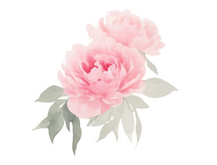 Peonies flowers watercolor, Pink flowers, Set Peonies