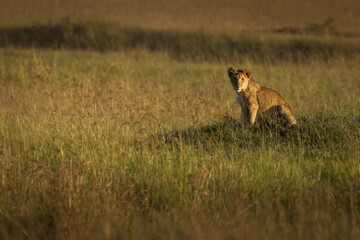 Lioness in the grass with looking for the hunt during safari in Maasai Mara, Kenya