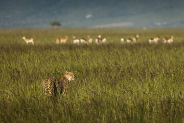 Beautiful cheetah looking for prey during safari in Maasai Mara, Kenya
