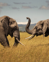 Two young elephants playing during safari in Maasai Mara, Kenya