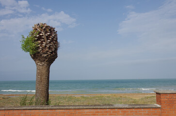 Marina di Casalbordino - Abruzzo coast - Palm pruning