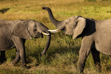 Obraz premium Two young elephants playing during safari in Maasai Mara, Kenya