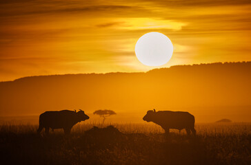 Bufalo at the sunset with beautiful light during safari in Maasai Mara, Kenya - 729627076