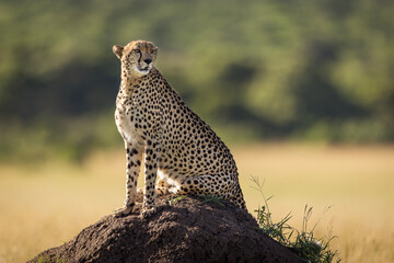 Beautiful cheetah looking for prey during safari in Maasai Mara, Kenya