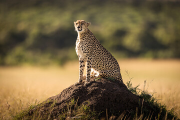 Beautiful cheetah looking for prey during safari in Maasai Mara, Kenya