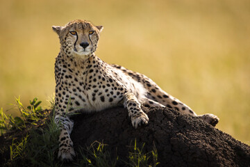 Beautiful cheetah looking for prey during safari in Maasai Mara, Kenya