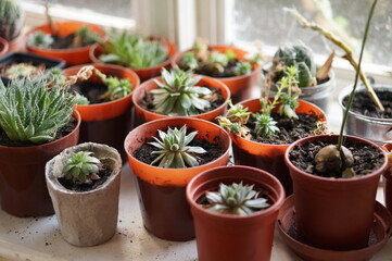 Fototapeta na wymiar cactus in pots
