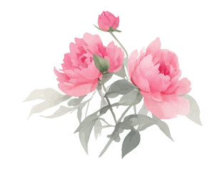 Fototapeta na wymiar Peonies flowers watercolor, Pink flowers