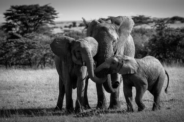 Beautiful elephant family playing together during safari in Maasai Mara, Kenya