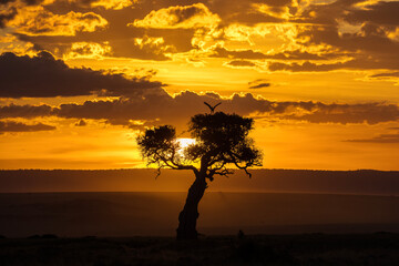 Single tree with one bird on it with amazing and beautiful sunset with clouds in background, Maasai...