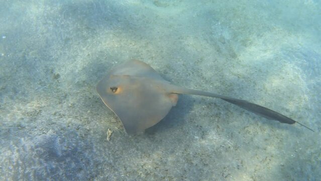 Cowtail stingray fish swimming in the sea undewater