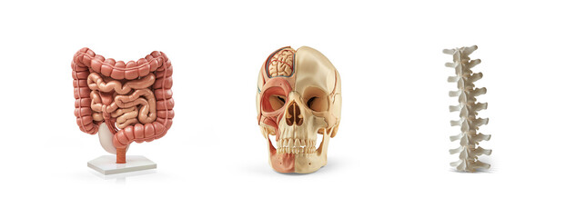 collection of skull brain, intestine gastrointestinal system and spine disc neurology anatomy plastic science miniature models of human organs, education isolated on transparent cutout png background - obrazy, fototapety, plakaty