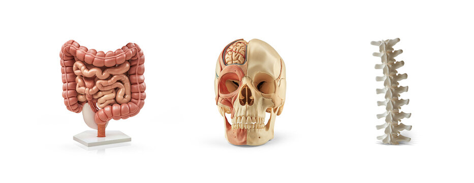 collection of skull brain, intestine gastrointestinal system and spine disc neurology anatomy plastic science miniature models of human organs, education isolated on transparent cutout png background