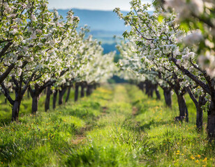 A non-urban orchard laden with ripe fruit invites a peaceful stroll. The sweet fragrance of blossoms and the distant chirping of birds create a sensory-rich experience in nature.