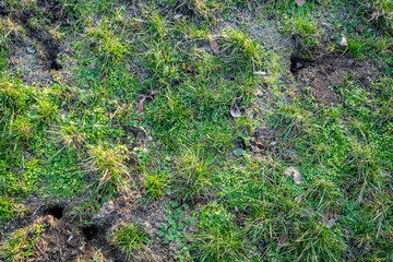 Obraz premium Eingänge zum Wühlmausbau