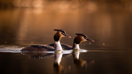 Pair of Great Crested Grebes (Podiceps cristatus) on golden water