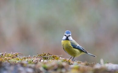 Blue tit (Parus caeruleus), resting on a stone wall