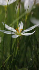 Nature Wild Flowers Background