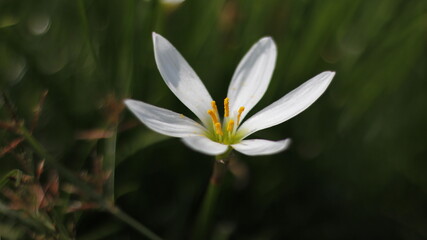 Nature Wild Flowers Background