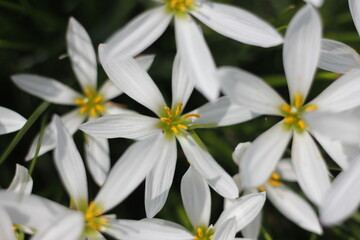 Nature Wild Flowers Background