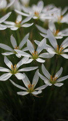 Fototapeta premium Nature Wild Flowers Background