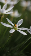 Nature Wild Flowers Background